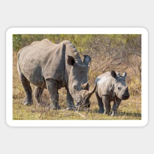 Rhino Family in Krüger National Park Sticker